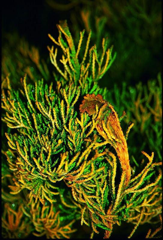 Chamaecyparis Obtusa Lemon Twist - View 16 from www redcrocus com