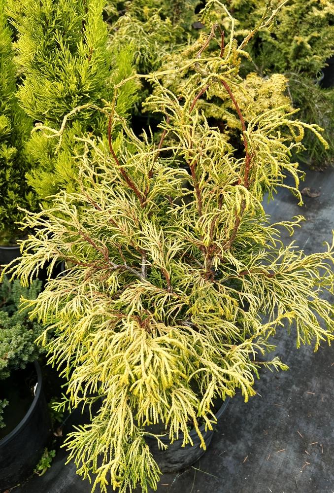 Chamaecyparis Obtusa Lemon Twist - View 2 from www redcrocus com