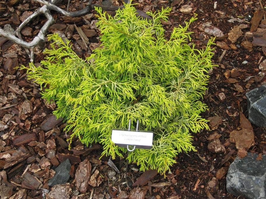 Chamaecyparis Obtusa Lemon Twist - View 3 from www redcrocus com