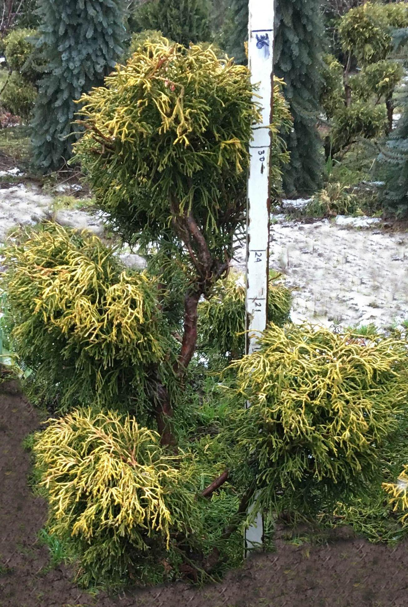 Chamaecyparis Obtusa Lemon Twist - View 6 from www redcrocus com