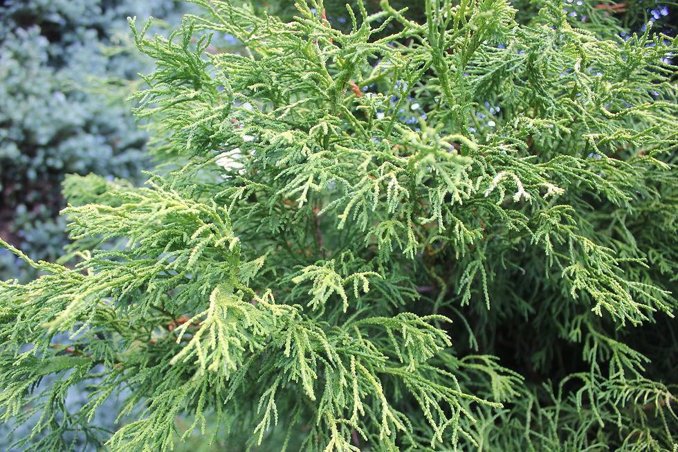 Chamaecyparis Obtusa Lemon Twist - View 9 from www redcrocus com