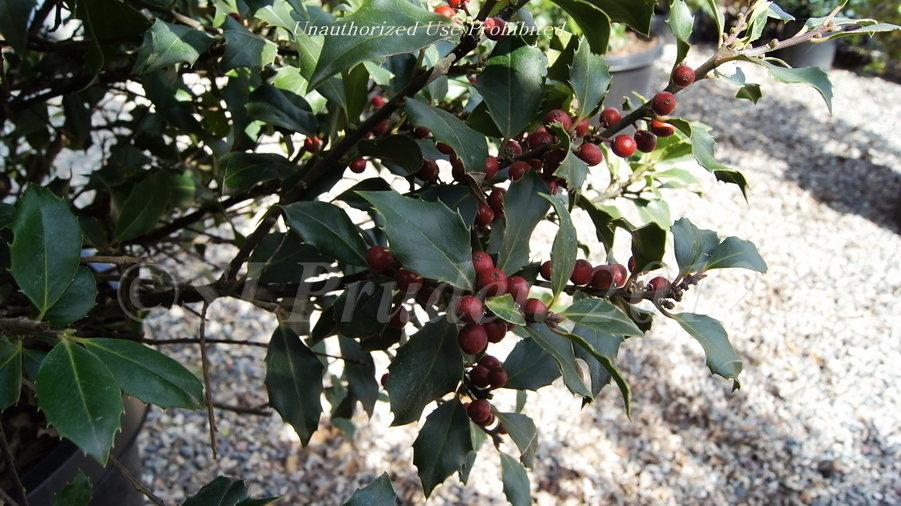 Ilex Meserveae Centennial Girl - View 14 from www redcrocus com