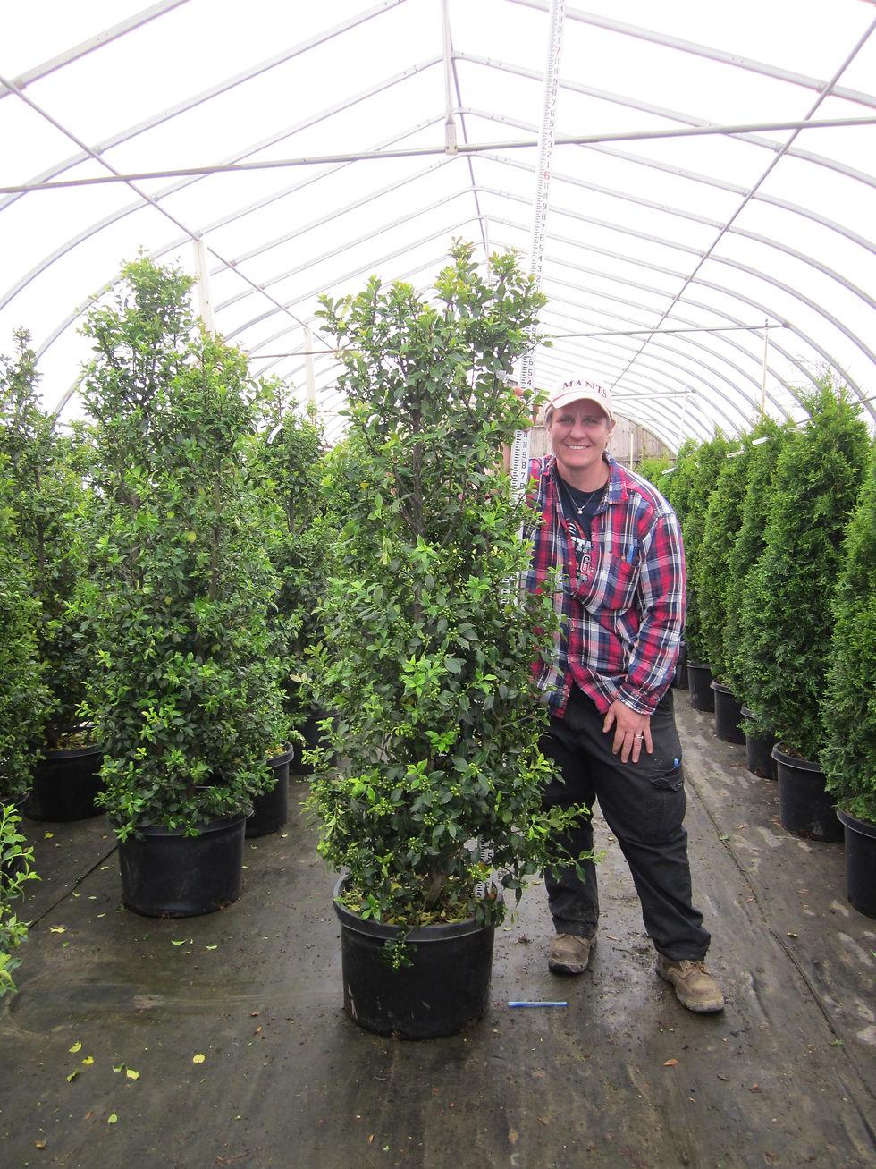 Ilex Meserveae Centennial Girl - View 15 from www redcrocus com