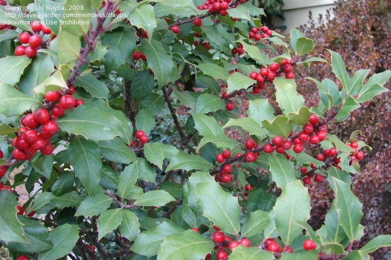 Ilex Meserveae Centennial Girl - View 3 from www redcrocus com