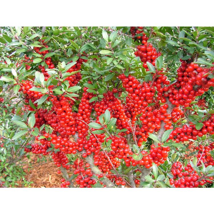Ilex X Ruby - View 10 from www redcrocus com