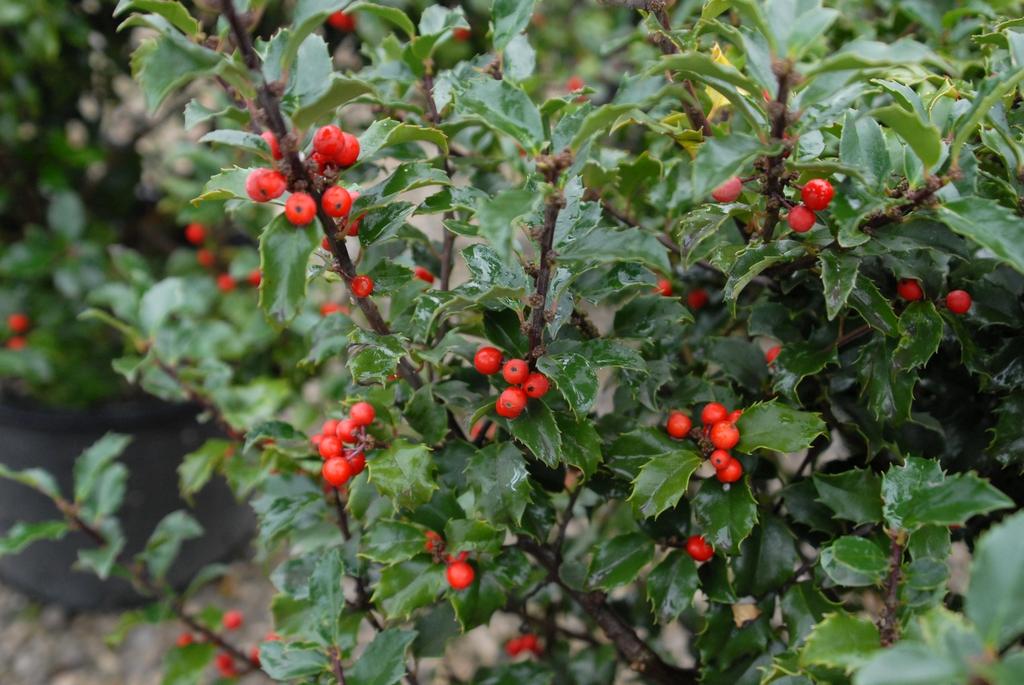 Ilex X Ruby - View 12 from www redcrocus com