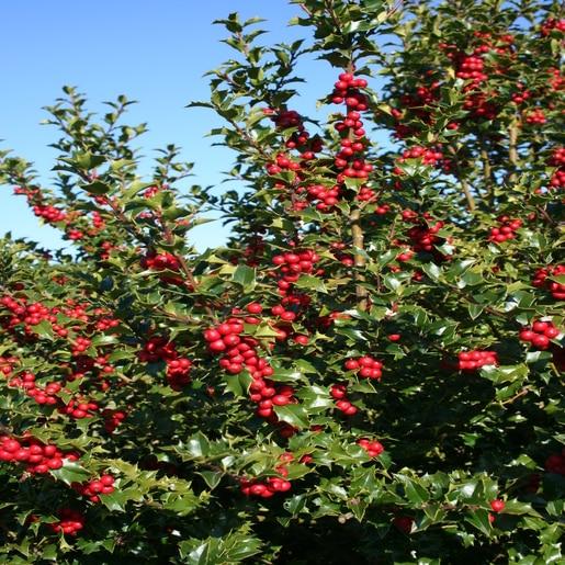 Ilex X Ruby - View 14 from www redcrocus com