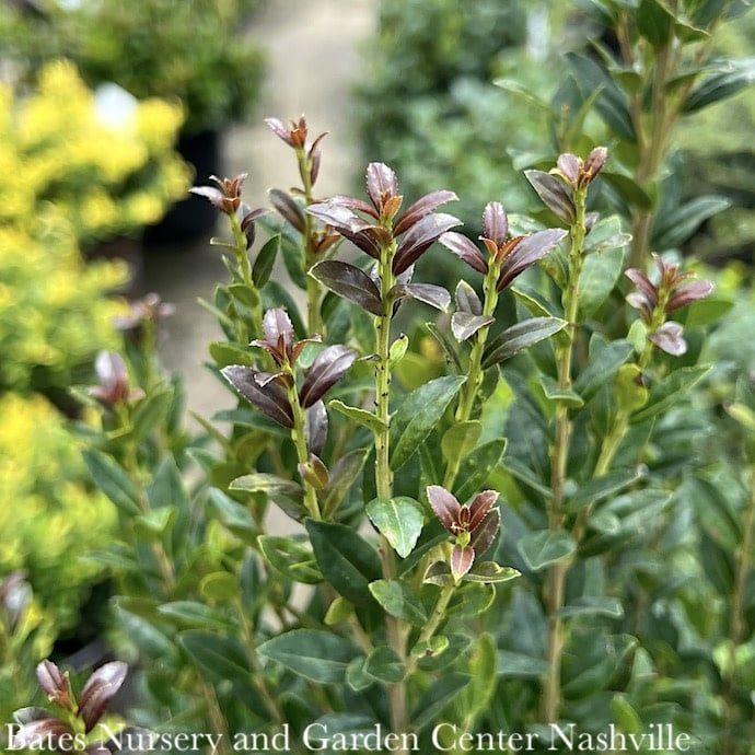 Ilex X Ruby - View 2 from www redcrocus com