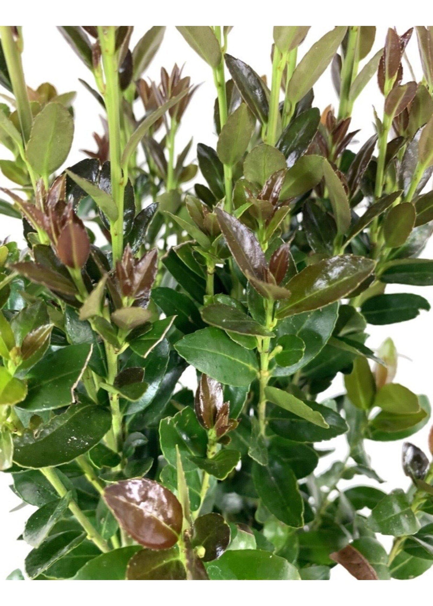 Ilex X Ruby - View 3 from www redcrocus com