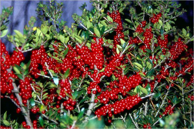 Ilex X Ruby - View 4 from www redcrocus com
