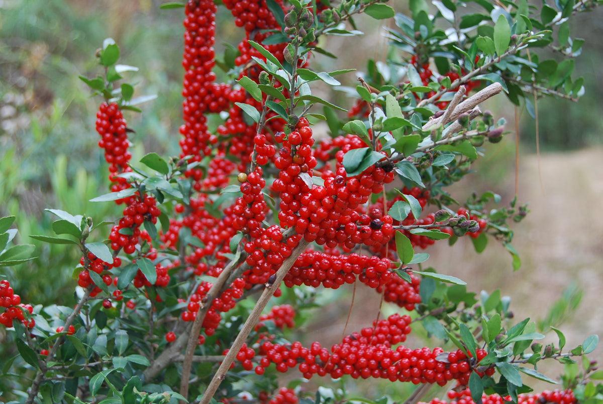 Ilex X Ruby - View 5 from www redcrocus com