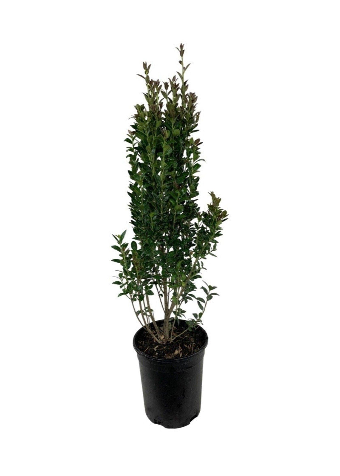 Ilex X Ruby - View 6 from www redcrocus com