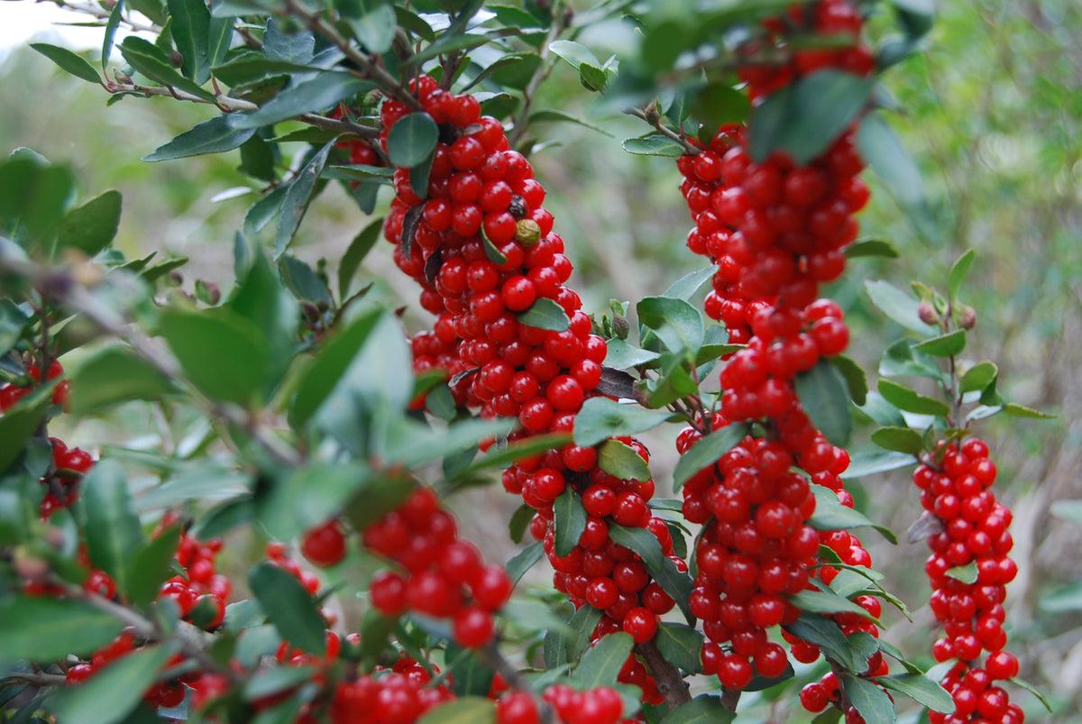 Ilex X Ruby - View 8 from www redcrocus com