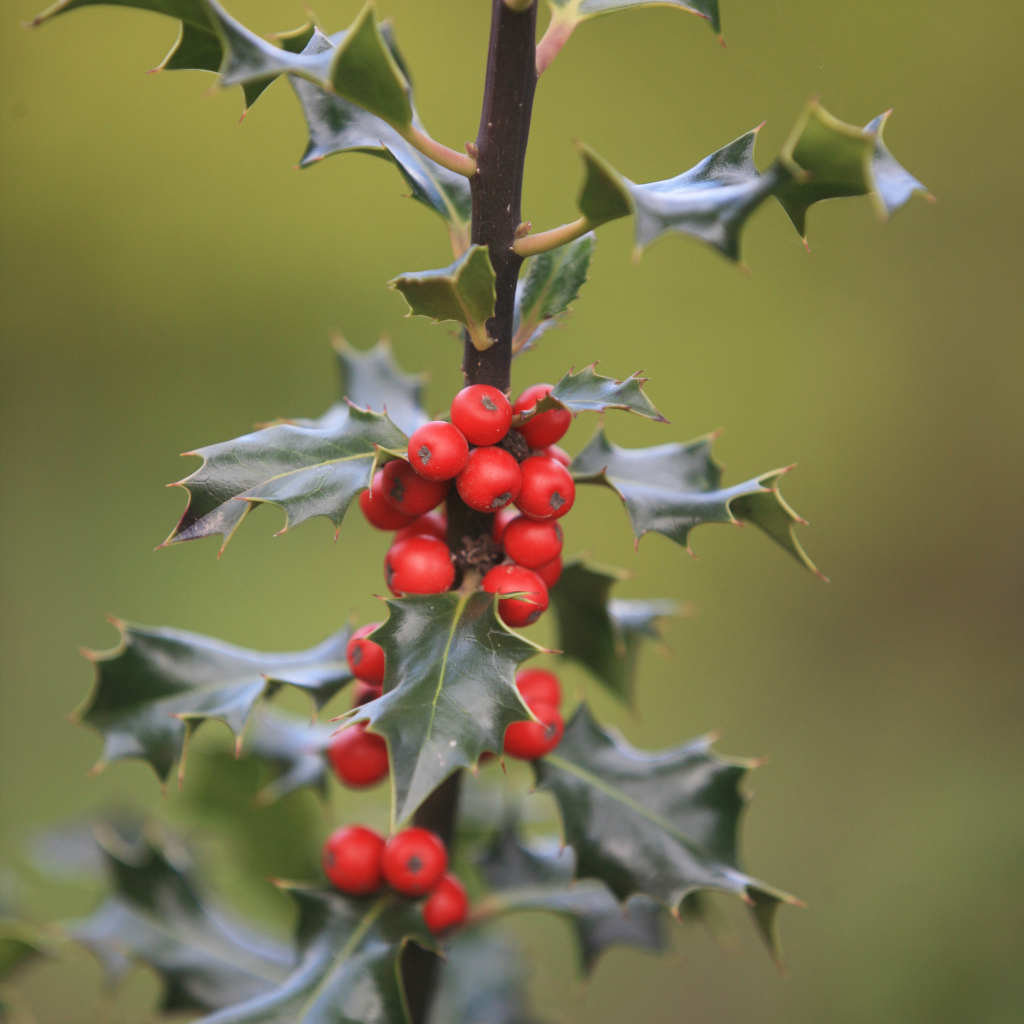 Ilex X Ruby - View 15 from www redcrocus com