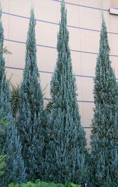 Juniperus Scopulorum Blue Haven - View 2 from www redcrocus com