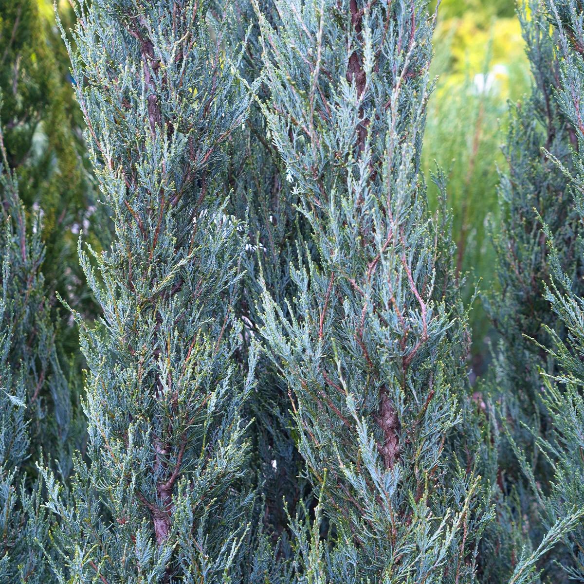 Juniperus Scopulorum Blue Haven - View 6 from www redcrocus com