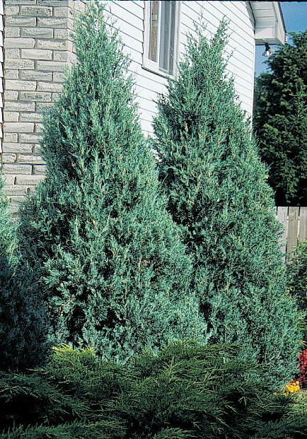 Juniperus Scopulorum Blue Haven - View 7 from www redcrocus com