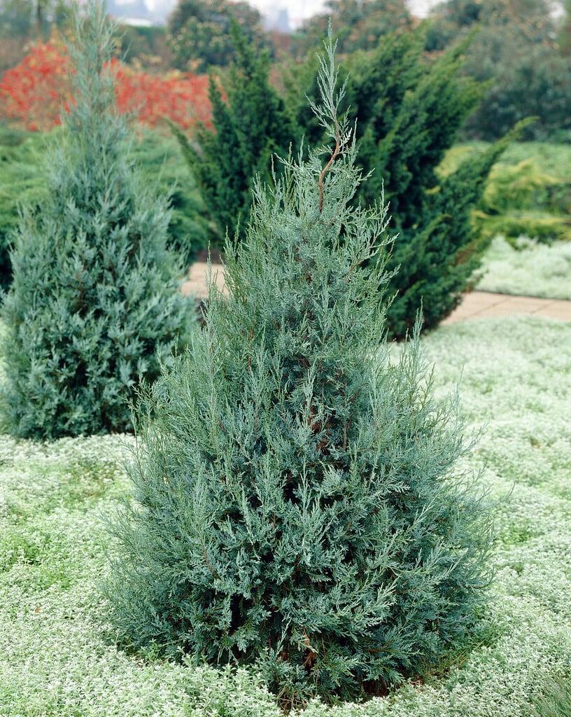 Juniperus Scopulorum Blue Haven - View 8 from www redcrocus com
