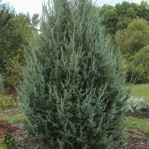 Juniperus Scopulorum Blue Haven - View 9 from www redcrocus com