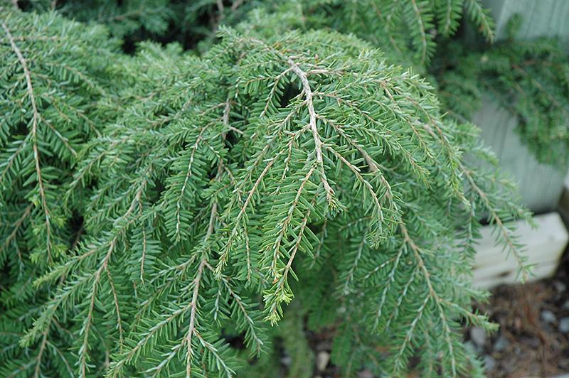 Tsuga Canadensis Gracilis - View 10 from www redcrocus com