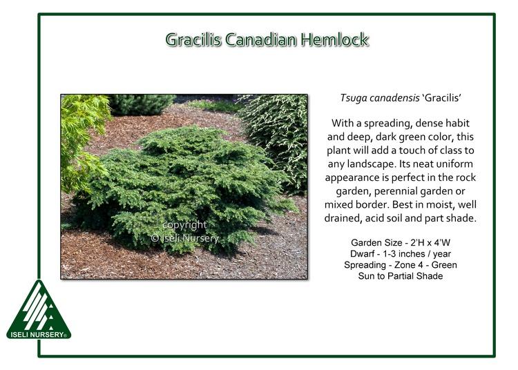 Tsuga Canadensis Gracilis - View 12 from www redcrocus com