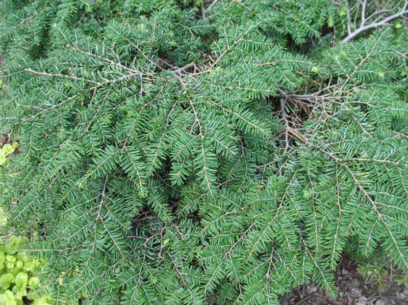 Tsuga Canadensis Gracilis - View 3 from www redcrocus com