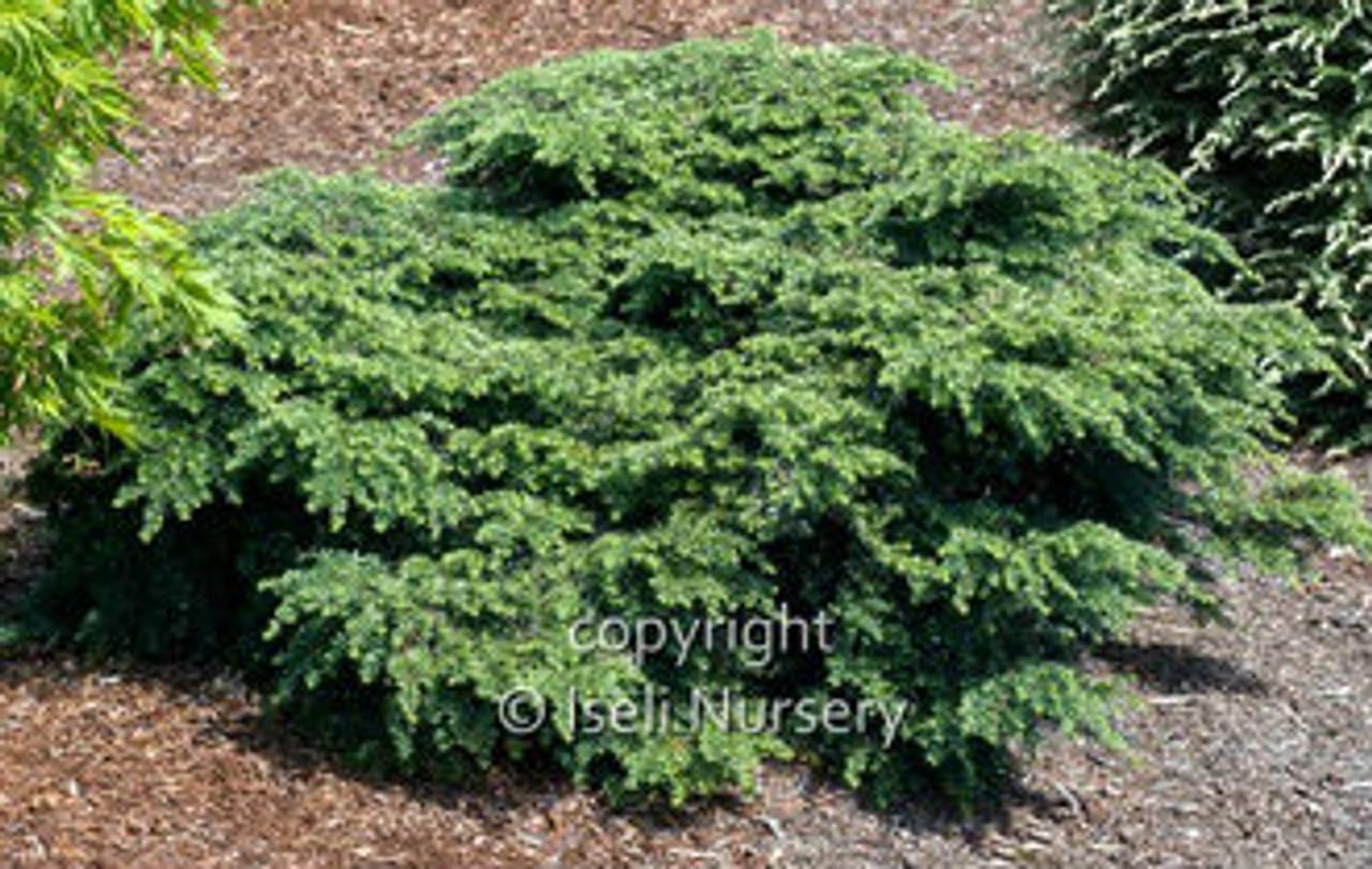 Tsuga Canadensis Gracilis - View 4 from www redcrocus com