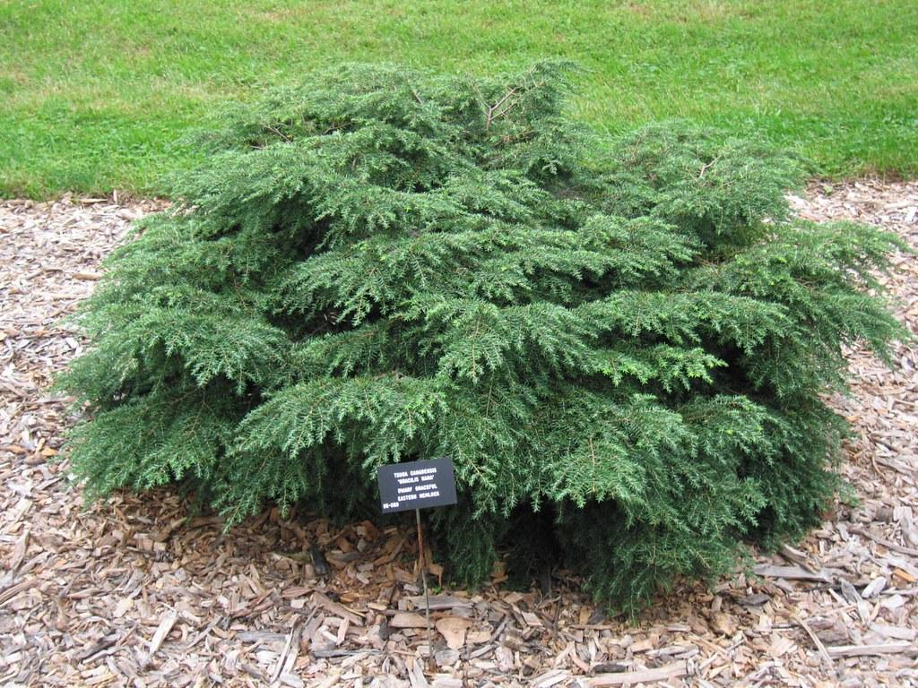 Tsuga Canadensis Gracilis - View 5 from www redcrocus com