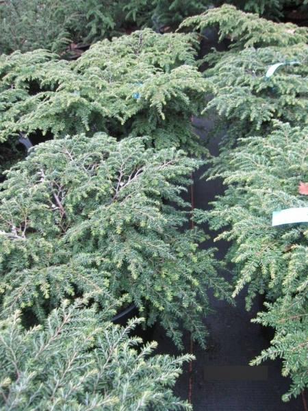 Tsuga Canadensis Gracilis - View 6 from www redcrocus com