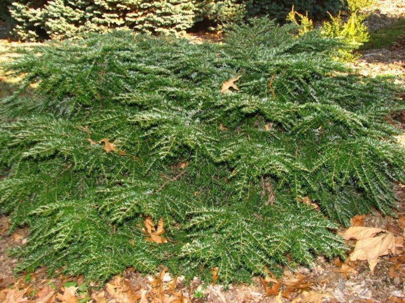 Tsuga Canadensis Gracilis - View 8 from www redcrocus com