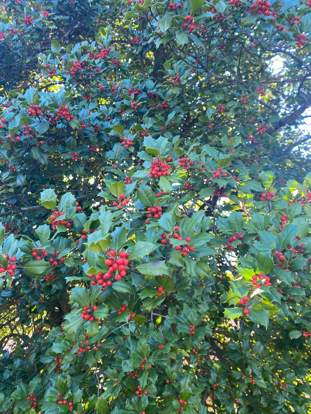 Ilex Opaca Mary Holman - View 3 from www redcrocus com