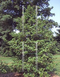 Ilex Opaca Mary Holman - View 4 from www redcrocus com