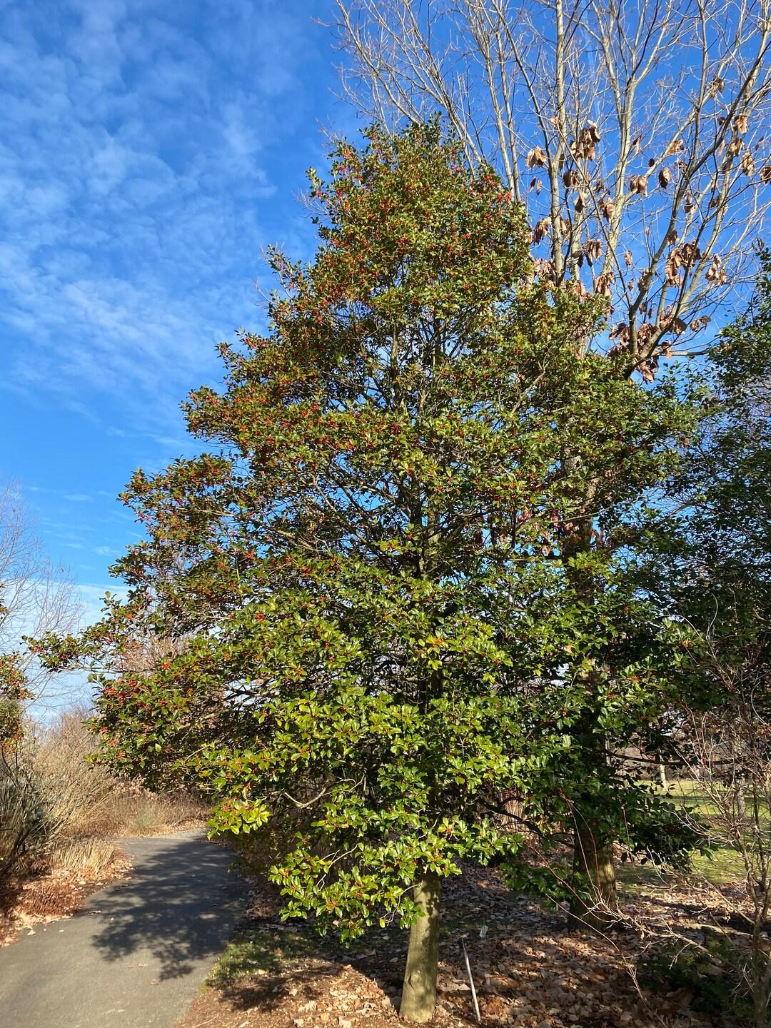 Ilex Opaca Mary Holman - View 8 from www redcrocus com