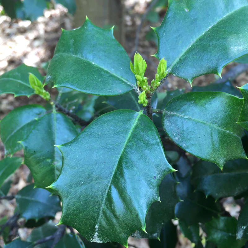 Ilex Opaca Mary Holman - View 17 from www redcrocus com