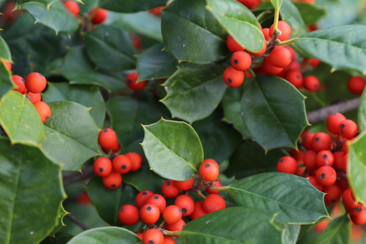 Ilex Opaca Mary Holman - View 19 from www redcrocus com