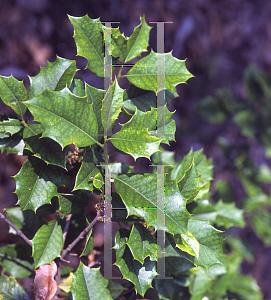 Ilex Opaca Mary Holman - View 7 from www redcrocus com
