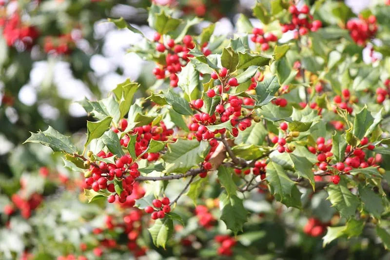 Ilex Opaca Mary Holman - View 13 from www redcrocus com