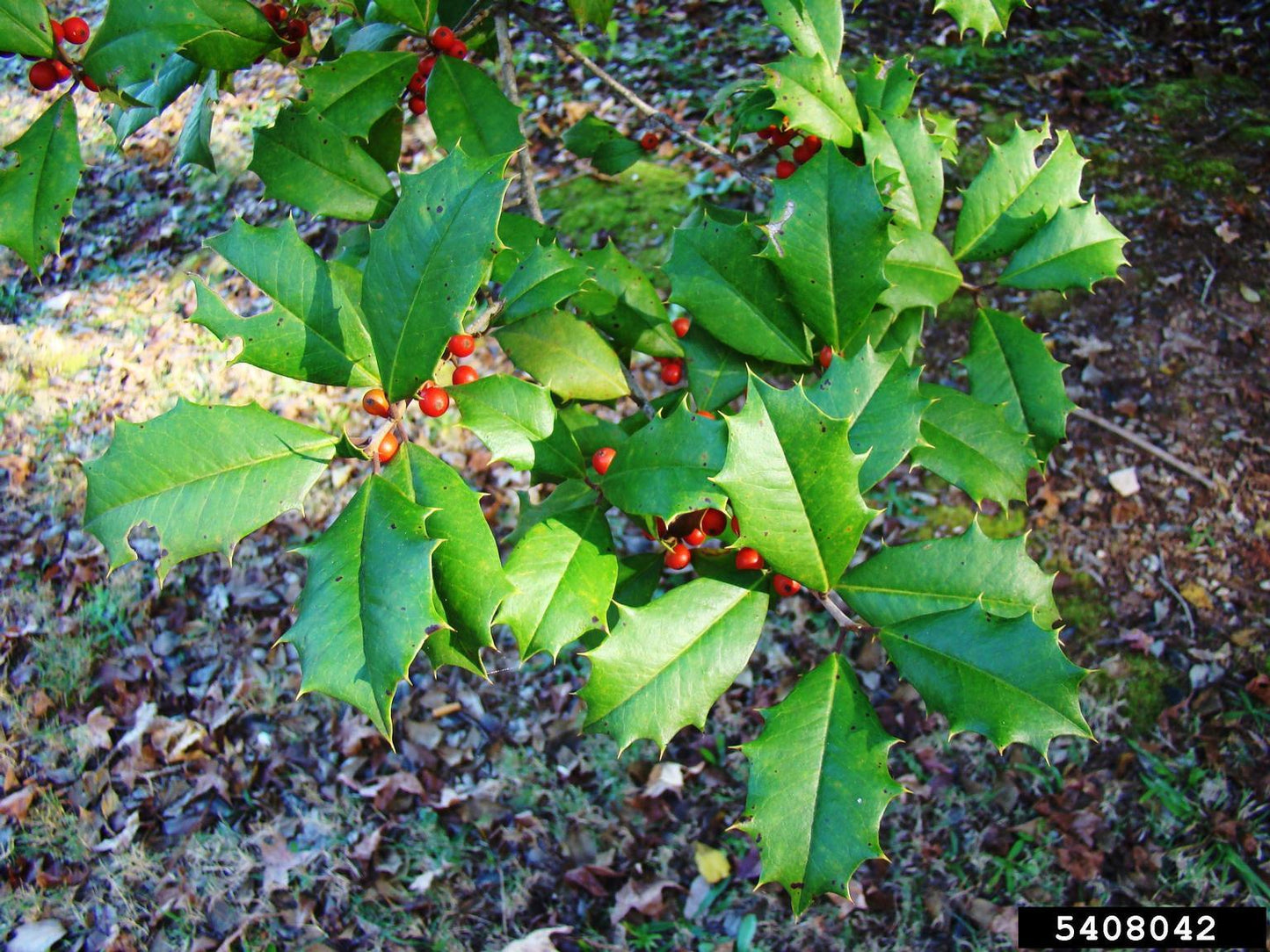 Ilex Opaca Mary Holman - View 14 from www redcrocus com