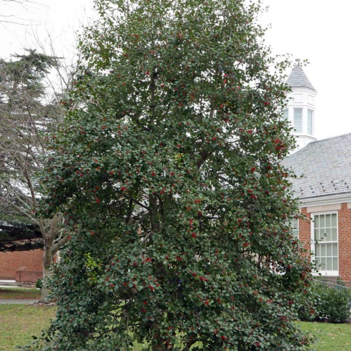 Ilex Opaca Mary Holman - View 15 from www redcrocus com