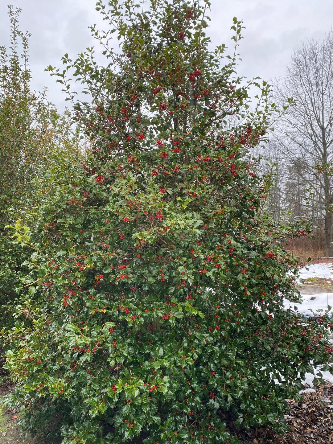 Ilex Opaca Miss Helen - View 10 from www redcrocus com