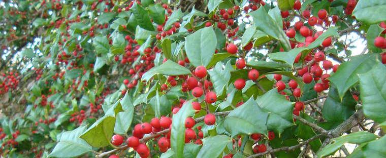 Ilex Opaca Miss Helen - View 11 from www redcrocus com