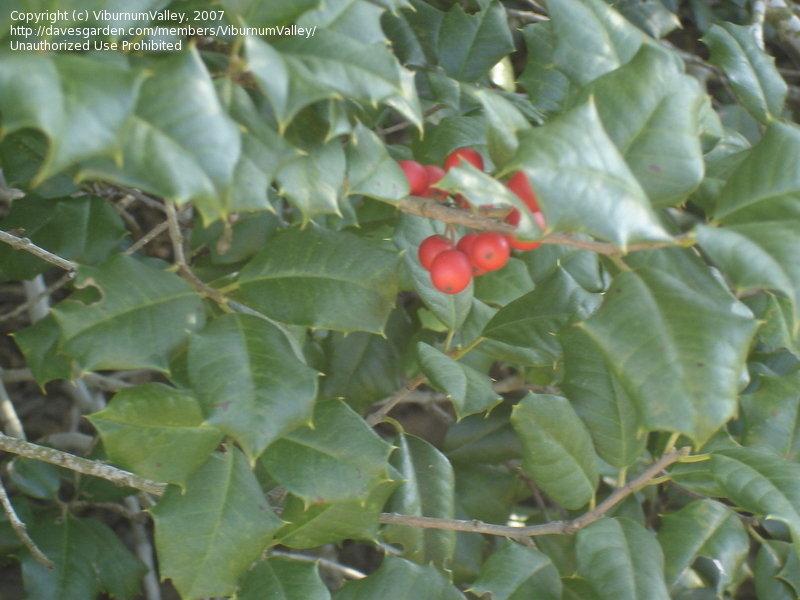 Ilex Opaca Miss Helen - View 12 from www redcrocus com