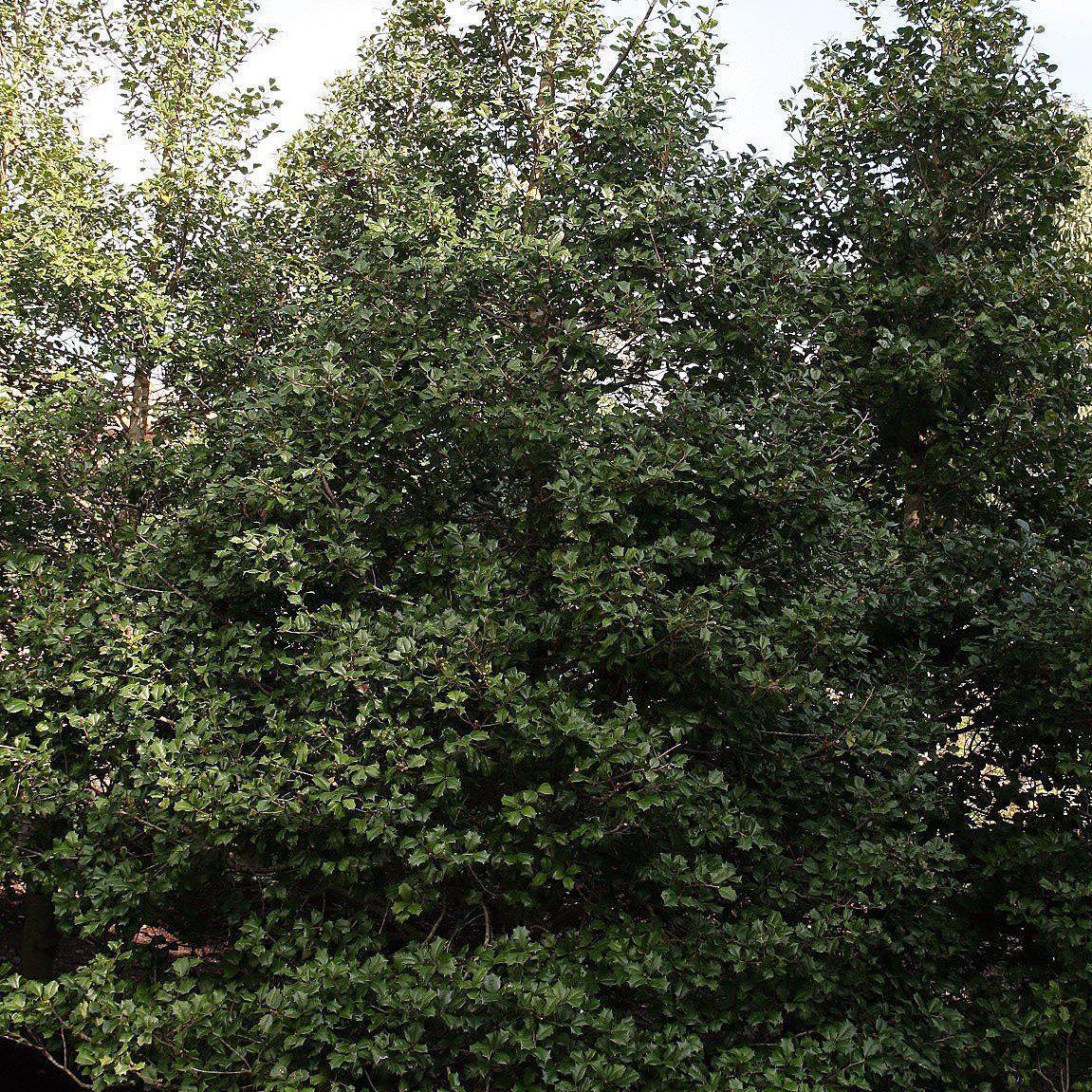 Ilex Opaca Miss Helen - View 14 from www redcrocus com