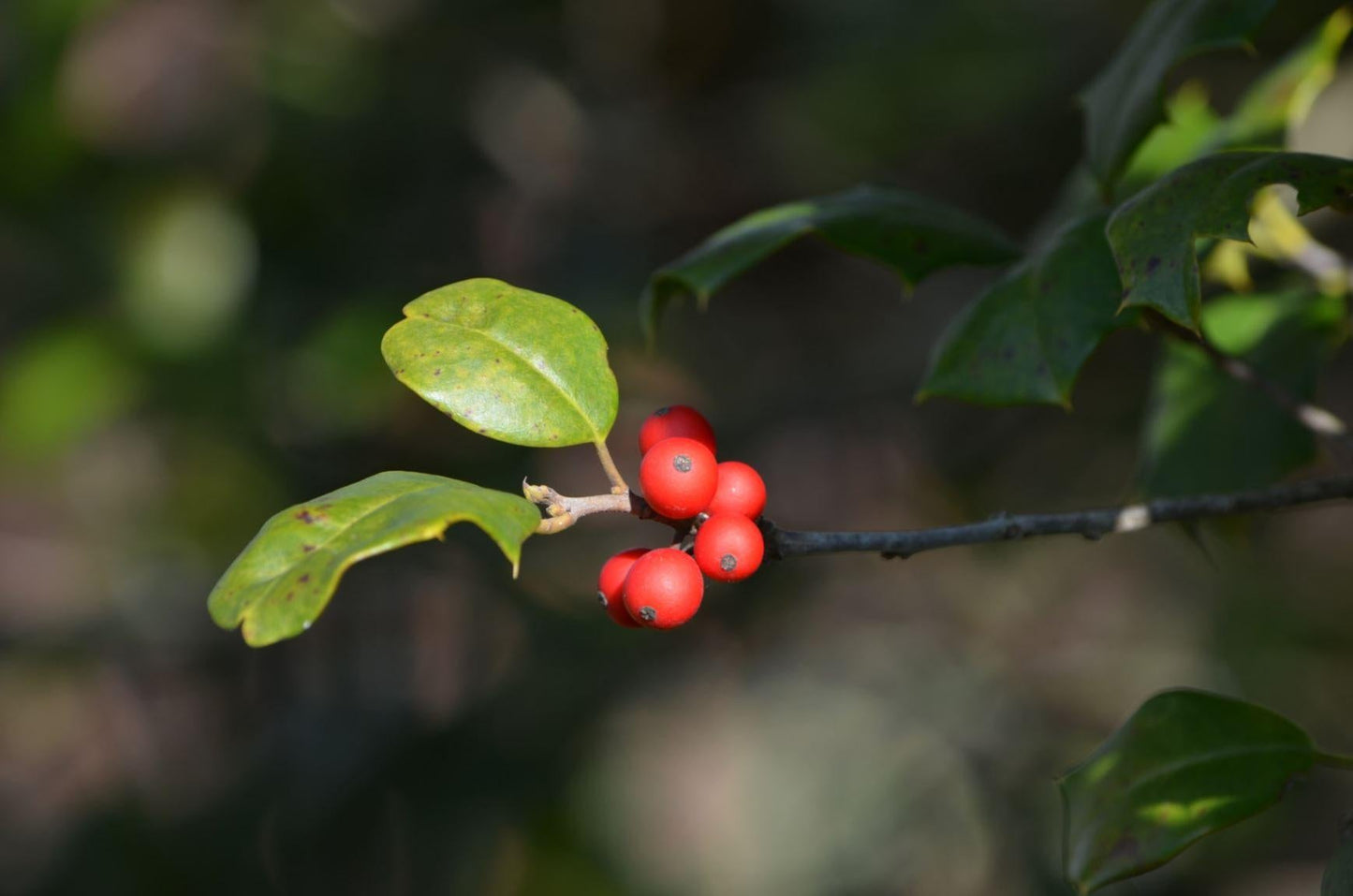 Ilex Opaca Miss Helen - View 15 from www redcrocus com