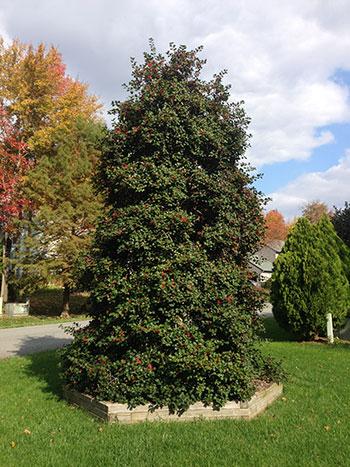 Ilex Opaca Miss Helen - View 16 from www redcrocus com
