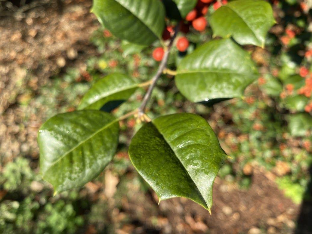 Ilex Opaca Miss Helen - View 17 from www redcrocus com