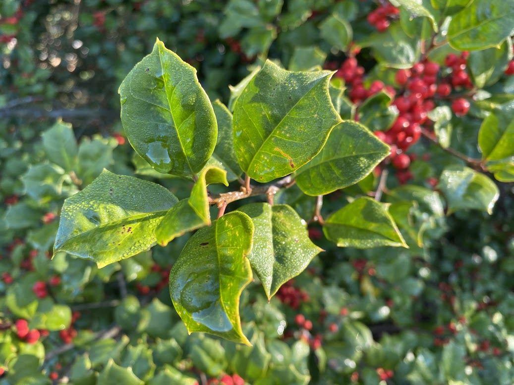 Ilex Opaca Miss Helen - View 18 from www redcrocus com