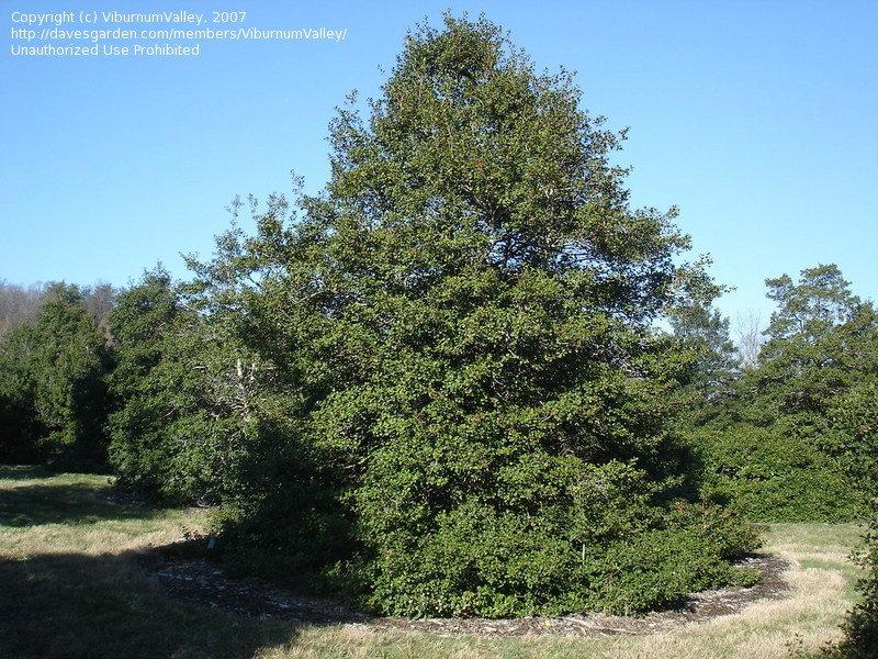 Ilex Opaca Miss Helen - View 19 from www redcrocus com