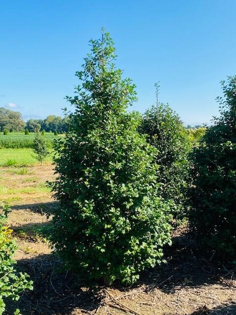 Ilex Opaca Miss Helen - View 2 from www redcrocus com