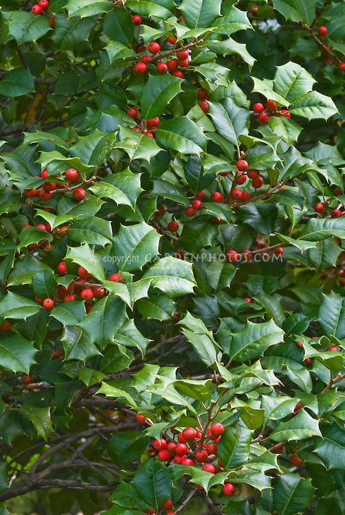 Ilex Opaca Miss Helen - View 4 from www redcrocus com